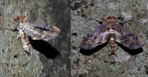 Réf. 237 905 : Marathyssa cuneata